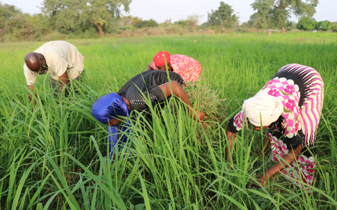 Des variétés de riz supérieures et l’irrigation solaire pour renforcer l’approvisionnement en semences et les revenus des agriculteurs au Sénégal