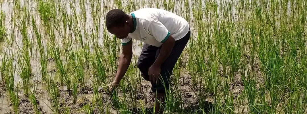 WE4F et Energy 4 Impact : Améliorer la production et transformation de riz au Benin