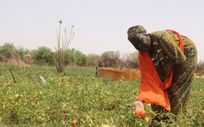 Autonomisation des femmes maraîchères à Fass Ngom, au Sénégal